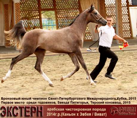 Продается арабский жеребчик ЭКСТЕРН в Краснодаре фото 4
