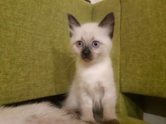 Сиамские котята в Сыктывкаре фото 6