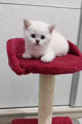Шотландские котята на продажу фото 4