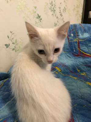 Котята в добрые руки ? в Нижнем Новгороде