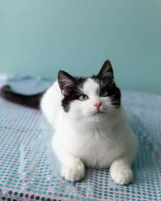 Котенок Остин в добрые руки фото 4