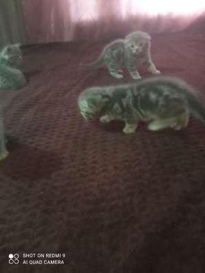 Продам котят в Невинномысске фото 3