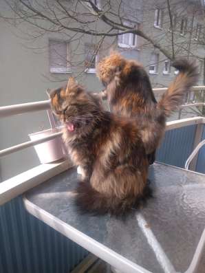Котята Канадского Сфинкса фото 8