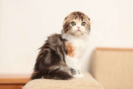 Шотландских вислоухих котят
