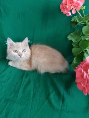 Шотландский котик в Симферополе