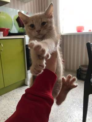 Рыжий котенок в Челябинске фото 3