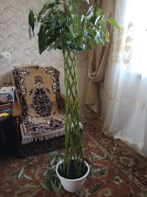 Плетенные Ивы
