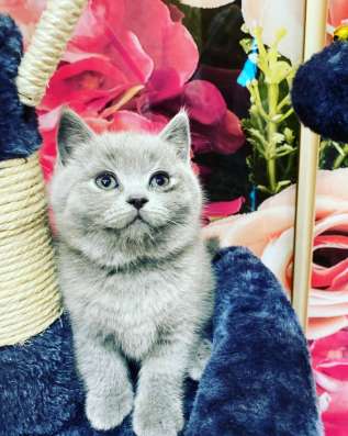 British Shorthair