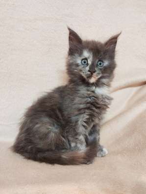 Balizza - cistokrvna Polycoon (Maine Coon Polydaktyl)