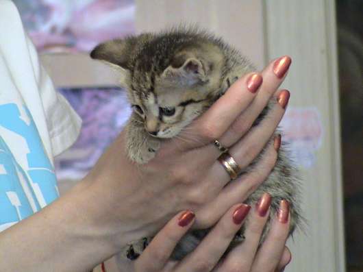 Шотландские котята в Копейске фото 4