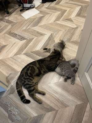 Шотландские котята в Тюмени фото 8