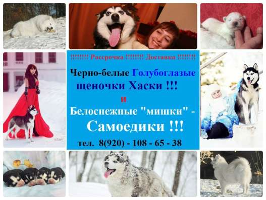 Щенки Сибирской хаски. черно-белые