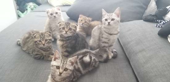 Шотландские/ британские Котята