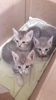 Котята в хорошие руки