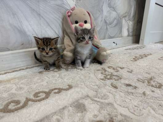 Котята девочки ))❤️