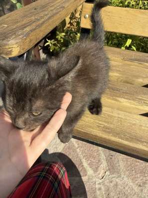 Черный ласковый котенок
