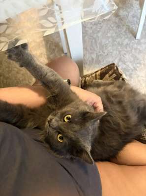 Котик в Новосибирске