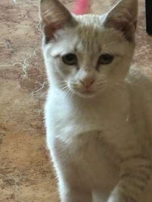 Котенок в добрые руки в Уфе фото 5
