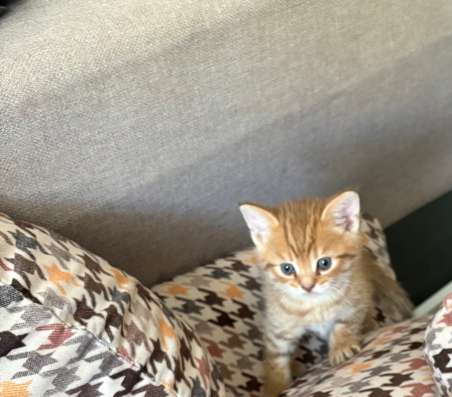 Котята британцы в Саратове фото 5