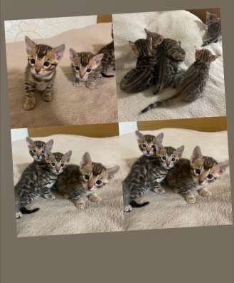 Бенгальский котёнок