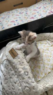 Отдам котят в добрые руки в Краснодаре