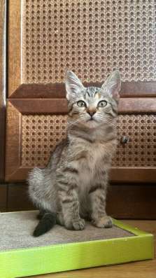 Котенок девочка 4 месяца в Санкт-Петербурге фото 6