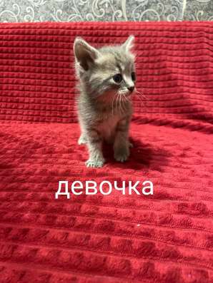 Котята в добрые руки в Нижнем Новгороде фото 3