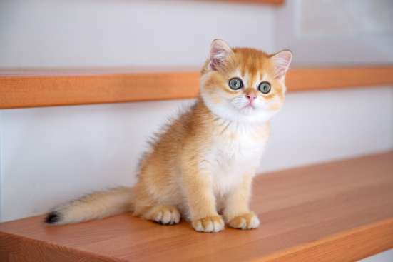 Шотландские котята в Анапе фото 11