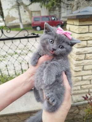Продам шотландских котят, срочно фото 7