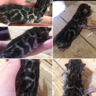 Бенгальские котята