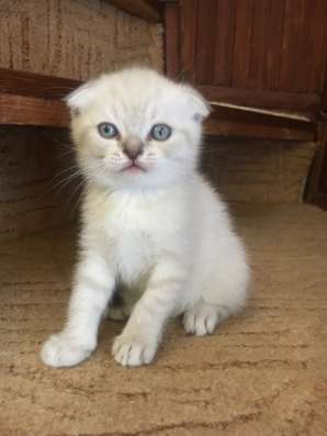 Котята: Британец и Вислоухие Шотландцы фото 16