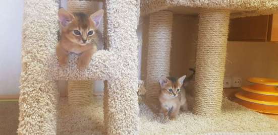 Абиссинские котята в Домодедове фото 6
