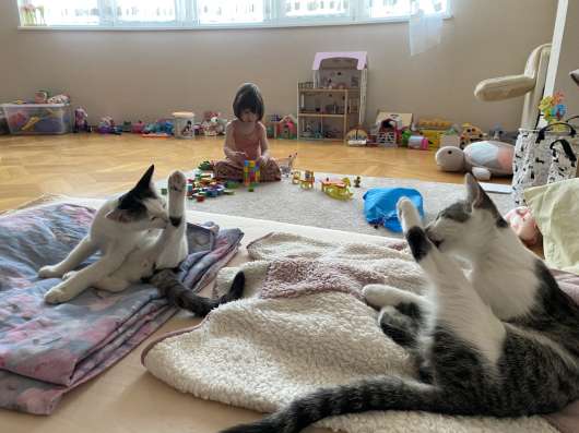 Котята в добрейшие руки! ❤️