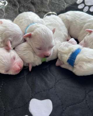 Bichon frise puppies фото 3