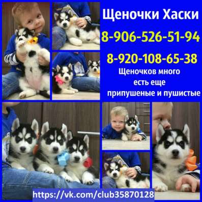 Красивые черно-белые собачки хаски в Санкт-Петербурге