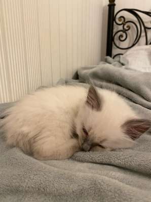 Котёнок, 1,5 месяца, мальчик в Дзержинске