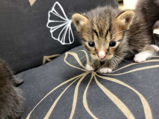 Котята фото 3