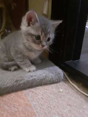 Котята шотландцы фото 3
