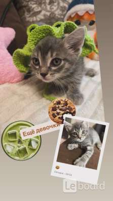 Котята в добрые руки в Томске
