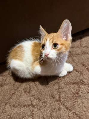 Котята в добрые руки! в Новокузнецке фото 4