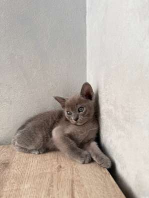 Бурманские котята в Краснодаре