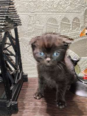 Шотландские котята фото 4
