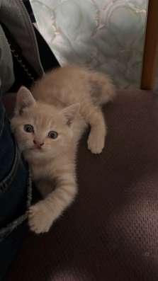 Котята