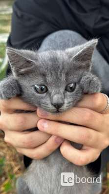 Отдам котят в добрые руки (Кочубей/Кизляр) в Кизляре фото 3