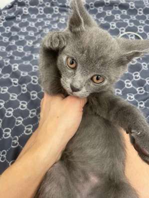 Милые котята в добрые руки ! в Хабаровске фото 3