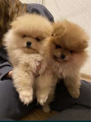 Щенки померанского шпица