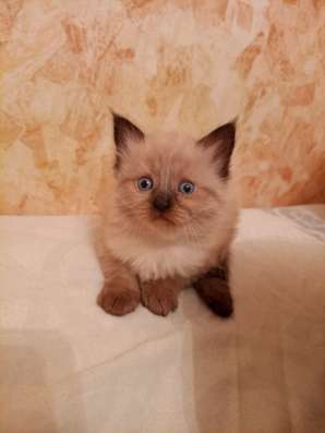 Отдам в добрые руки котят