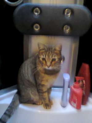 Отдам в хорошие руки кошку