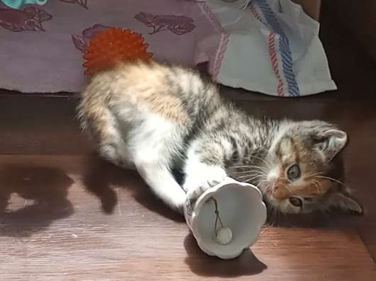 СРОЧНО прошу забрать котика у нас!!