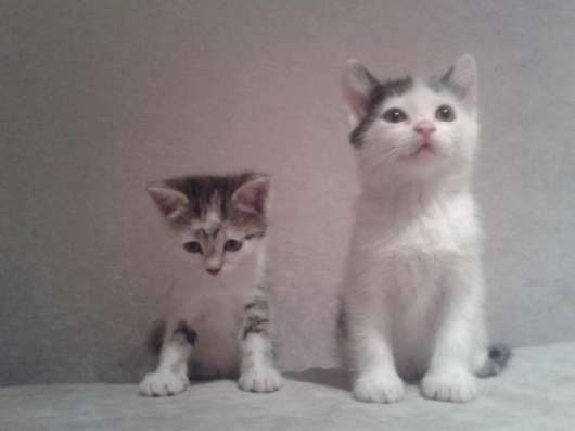 Отдам котят в Кемерове фото 5